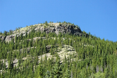 Landscape tree nature forest Photo