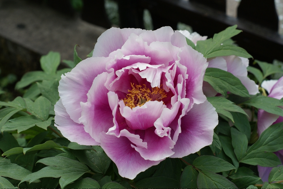 Nature blossom plant flower