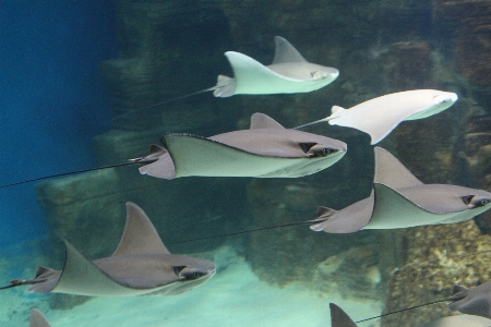 Sea ocean underwater biology Photo