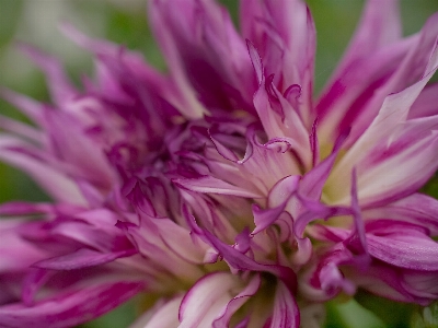 花 植物 花弁 咲く 写真