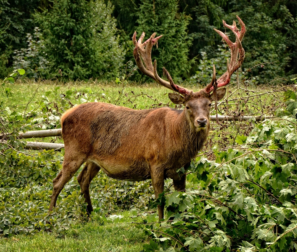 Natureza floresta animal macho