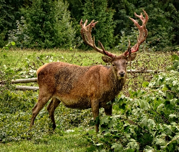 Zdjęcie Natura las zwierzę mężczyzna