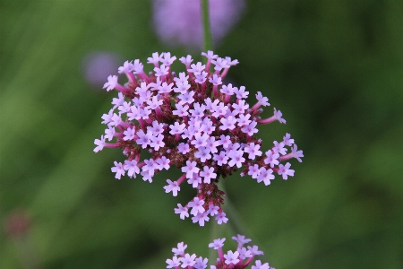 Nature blossom plant flower Photo