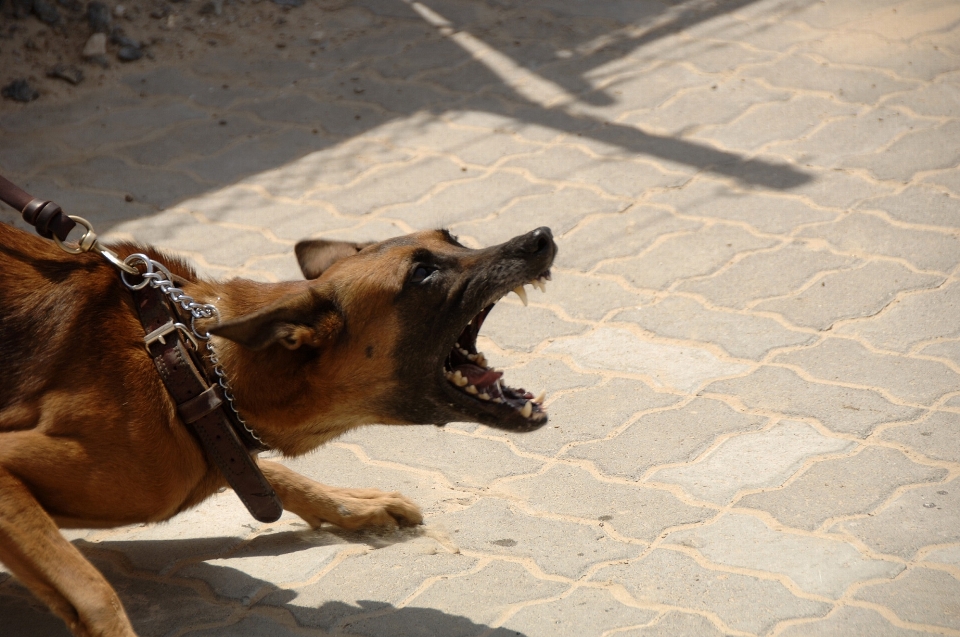 Fonctionnement chien mammifère agression
