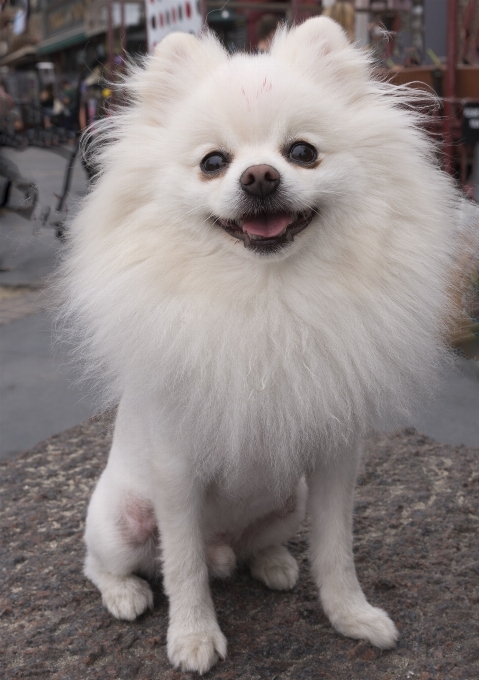 髪 子犬 犬 かわいい