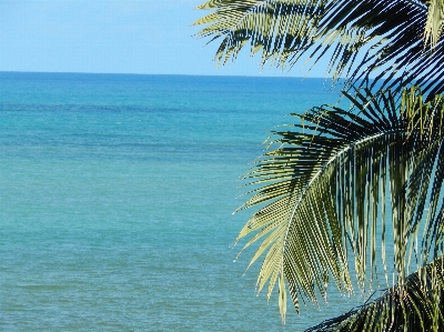 Beach sea coast tree Photo