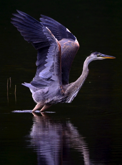 Water nature bird wing