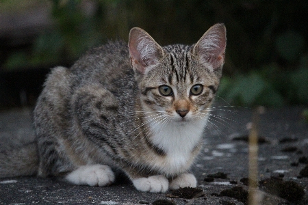 Photo Animal de compagnie chaton chat mammifère