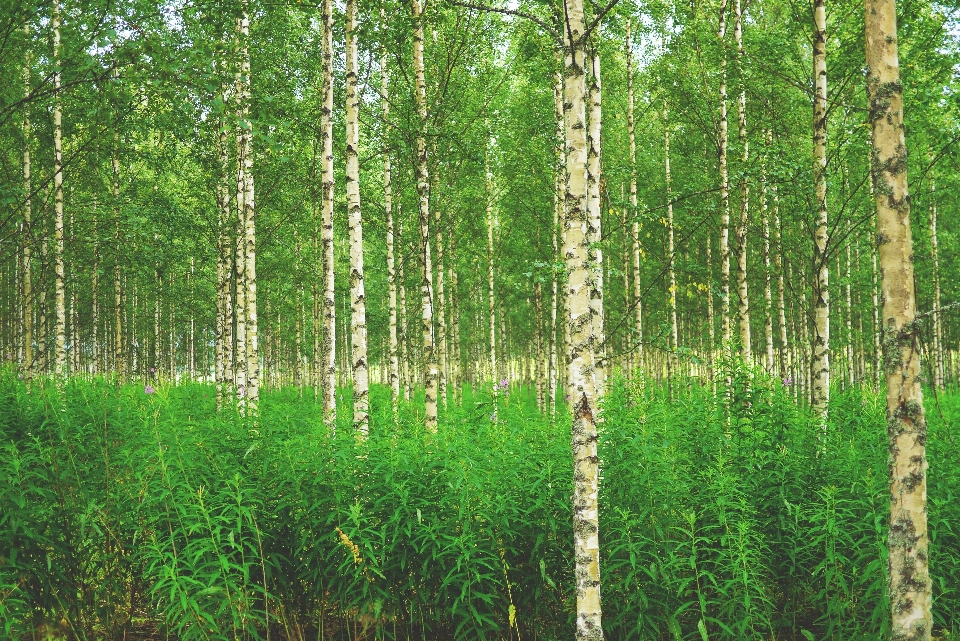 Tree nature forest plant