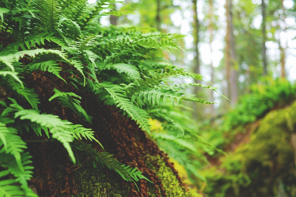 árvore natureza floresta filial