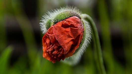 Nature grass blossom plant Photo