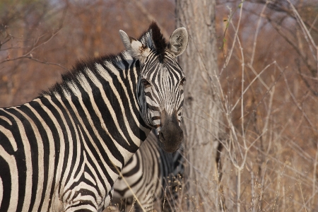 Foto Animali selvatici selvaggio africa mammifero