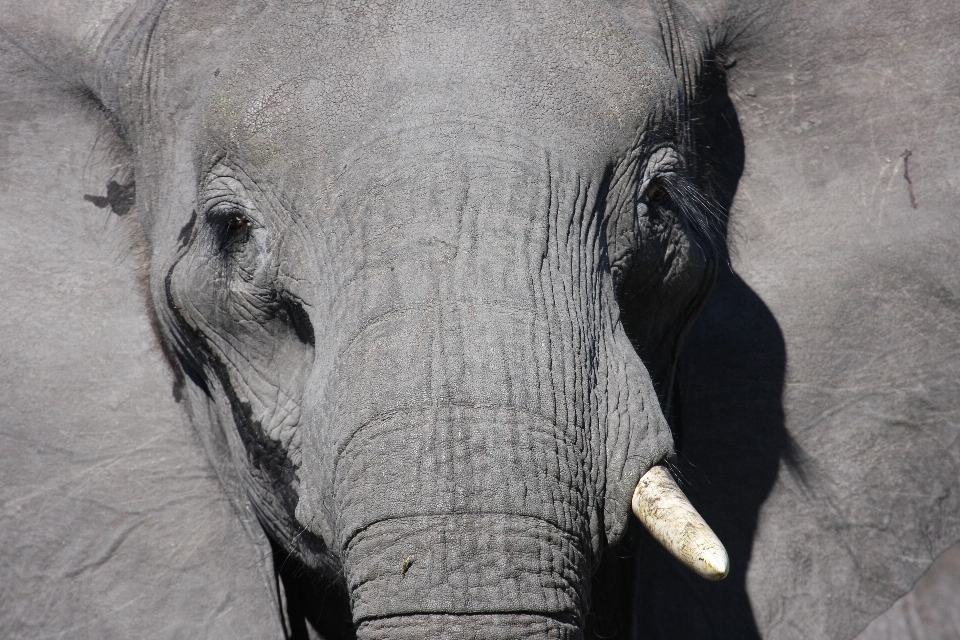 Nature faune sauvage afrique