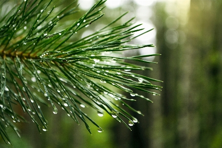 Tree grass branch plant Photo