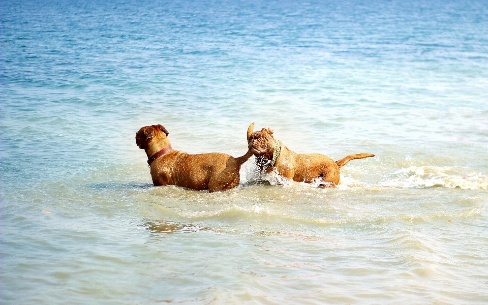 Plage mer eau nature