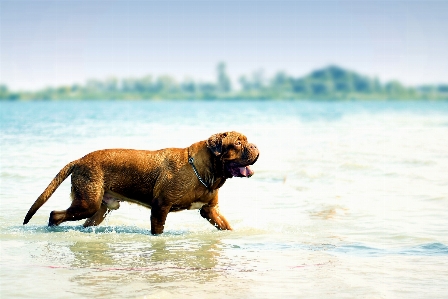 Beach sea water nature Photo