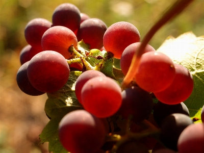 Branch blossom plant wine Photo