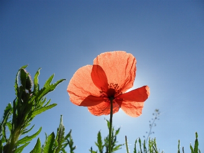 Nature blossom plant sky Photo