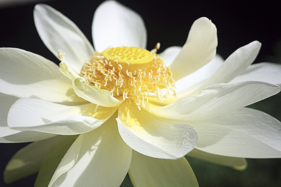 Nature fleurir usine blanc