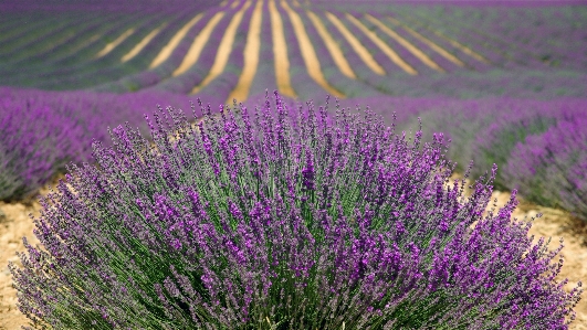 Landscape nature grass outdoor Photo