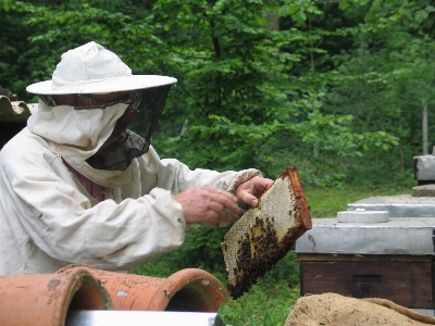 Honey insect invertebrate beekeeper Photo