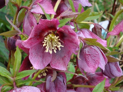 Blossom plant flower petal Photo