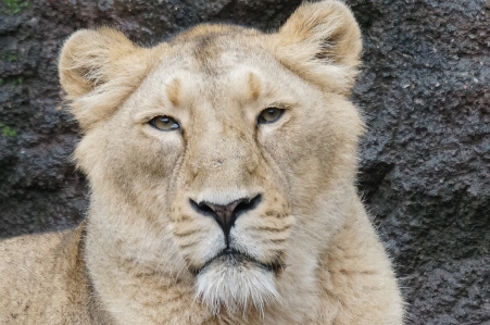 野生動物 動物園 哺乳類 捕食者 写真