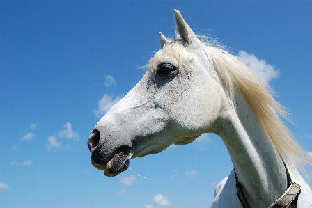 Animal portrait horse mammal Photo