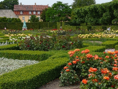 Nature plant lawn flower Photo