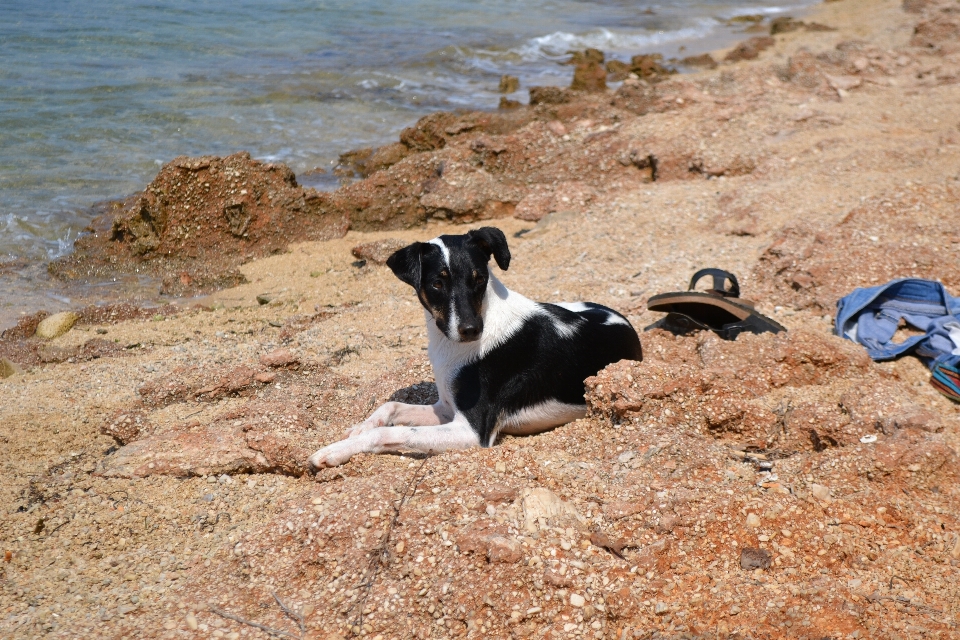 Strand meer sand hund