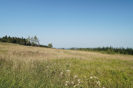 Landscape tree grass horizon Photo