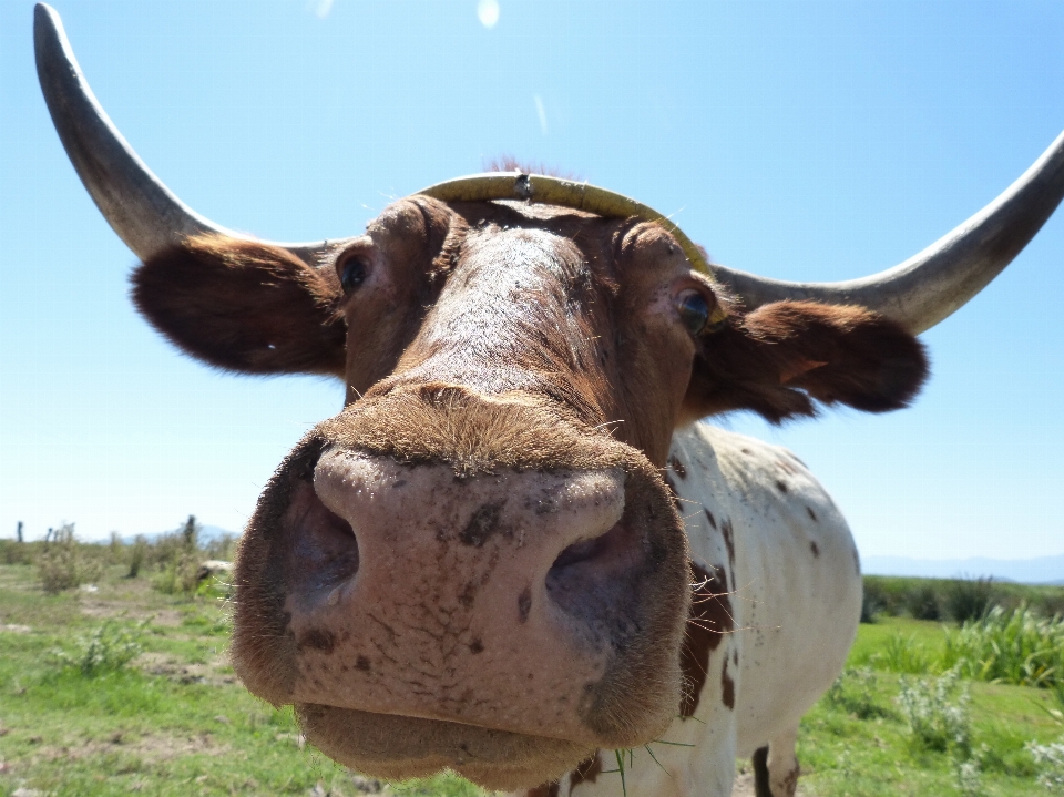 Animali selvatici corno mucca pascolo
