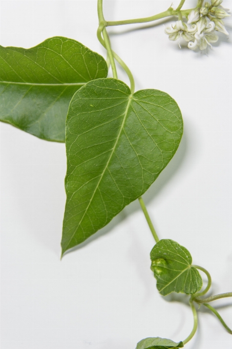 Branch plant vine leaf