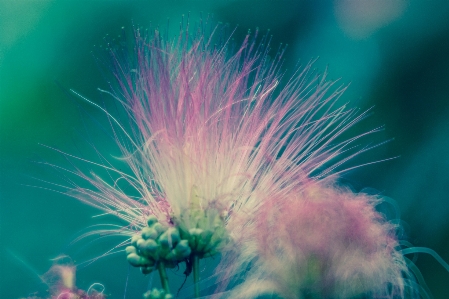 Nature plant photography sunlight Photo