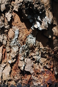 Tree nature rock branch Photo