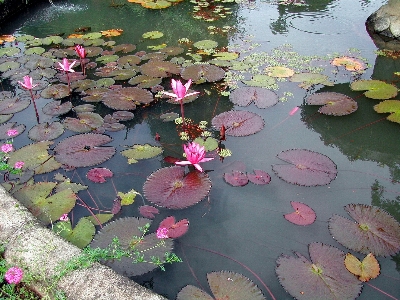 Water plant leaf flower Photo