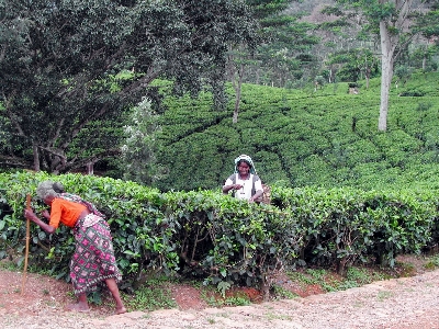 Foto Pohon hutan tanaman bidang