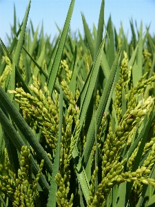 Grass plant field wheat Photo