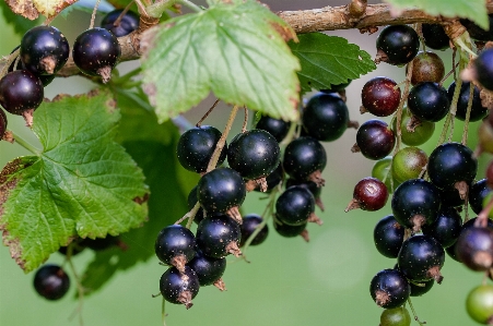 Zdjęcie Natura zakład owoc jagoda