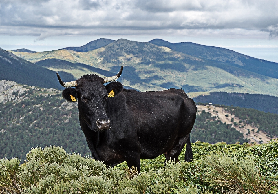 Natureza montanha campo prado
