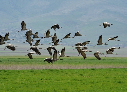 Foto Pájaro rebaño
 fauna silvestre vuelo