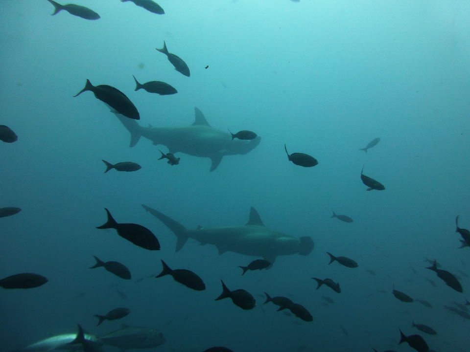 Laut menyelam bawah air biologi