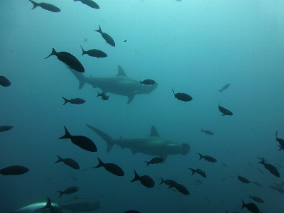 Sea ocean diving underwater Photo