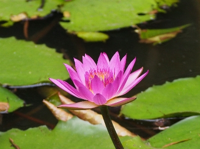 自然 花 植物 葉 写真