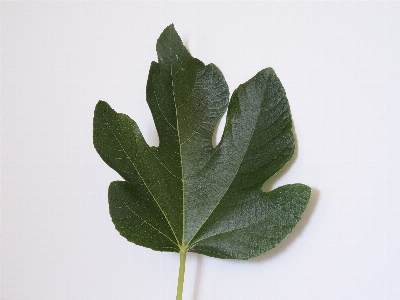 Foto árbol rama planta hoja