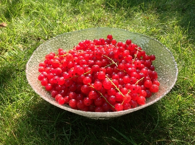 Nature grass plant fruit Photo