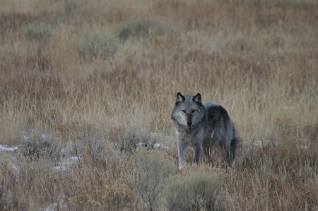 Prairie looking wildlife wild Photo