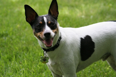 Hund niedlich eckzahn
 stehen Foto