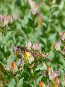 Nature blossom wing plant Photo