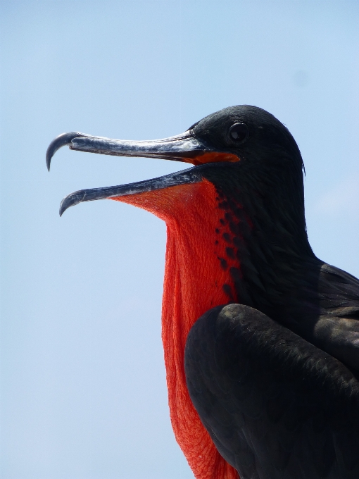 Burung sayap laut
 merah